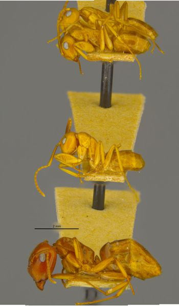 Media type: image;   Entomology 21553 Aspect: habitus lateral view